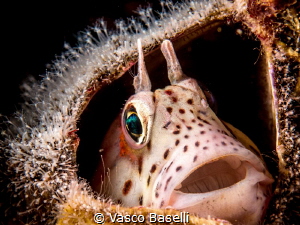 Small blenny in an empty barnacle by Vasco Baselli 